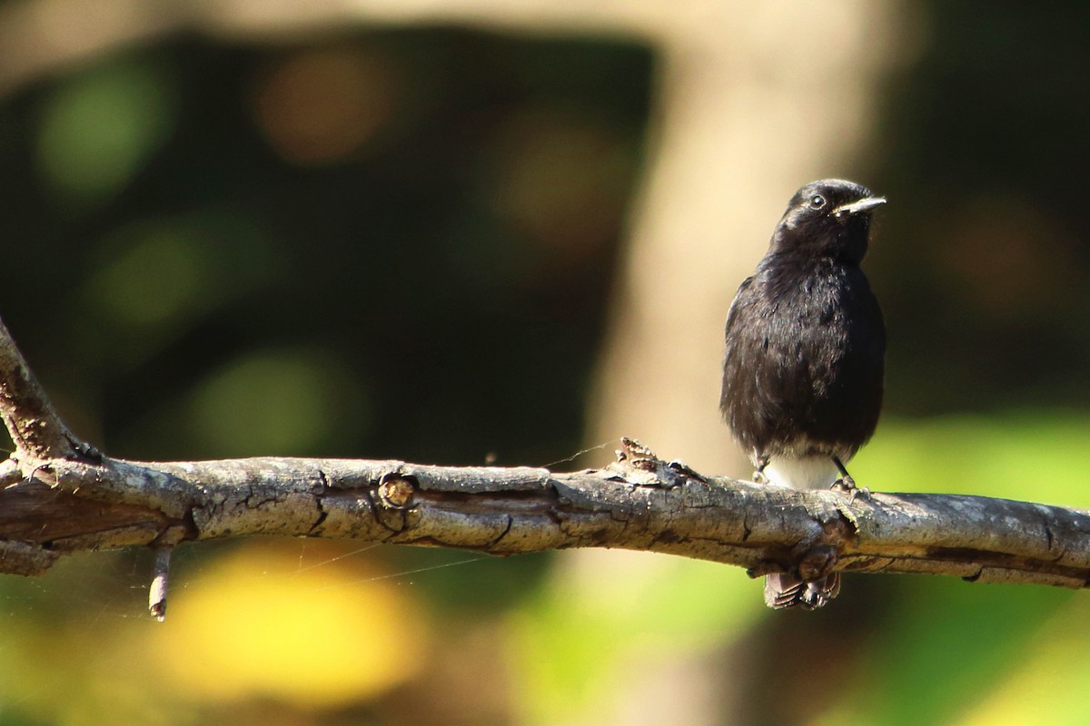 Pied Bushchat - ML646641315