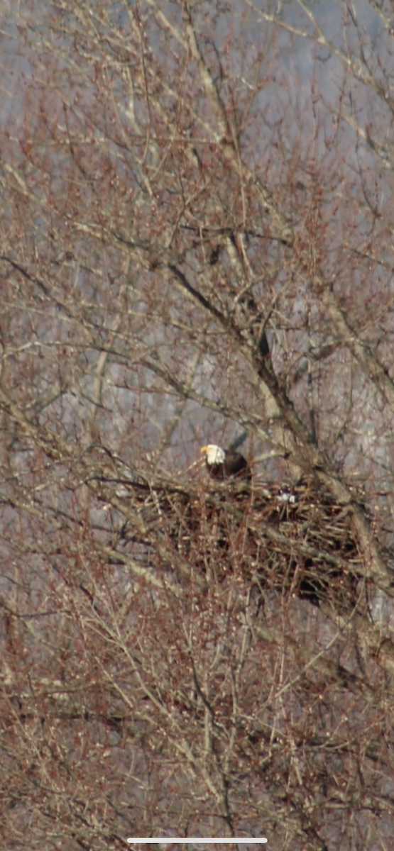 Bald Eagle - ML646641319