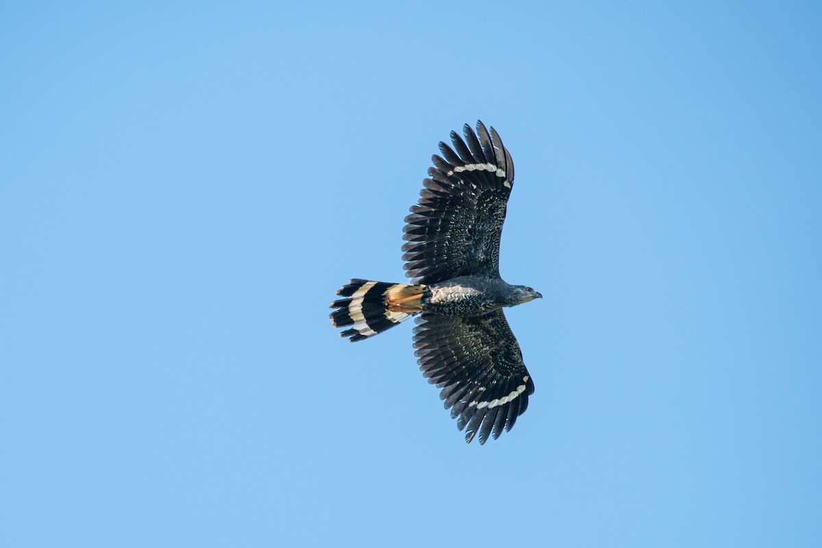 Crane Hawk - ML646641321