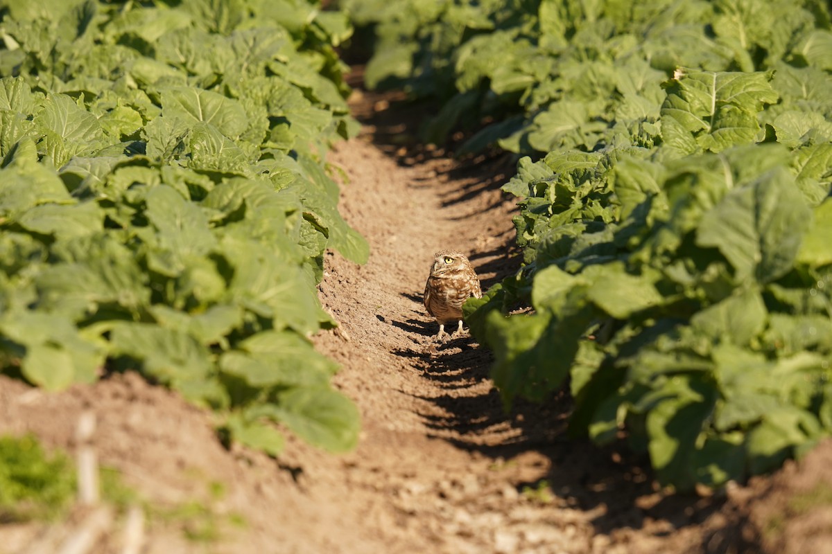 Kaninchenkauz - ML646641323