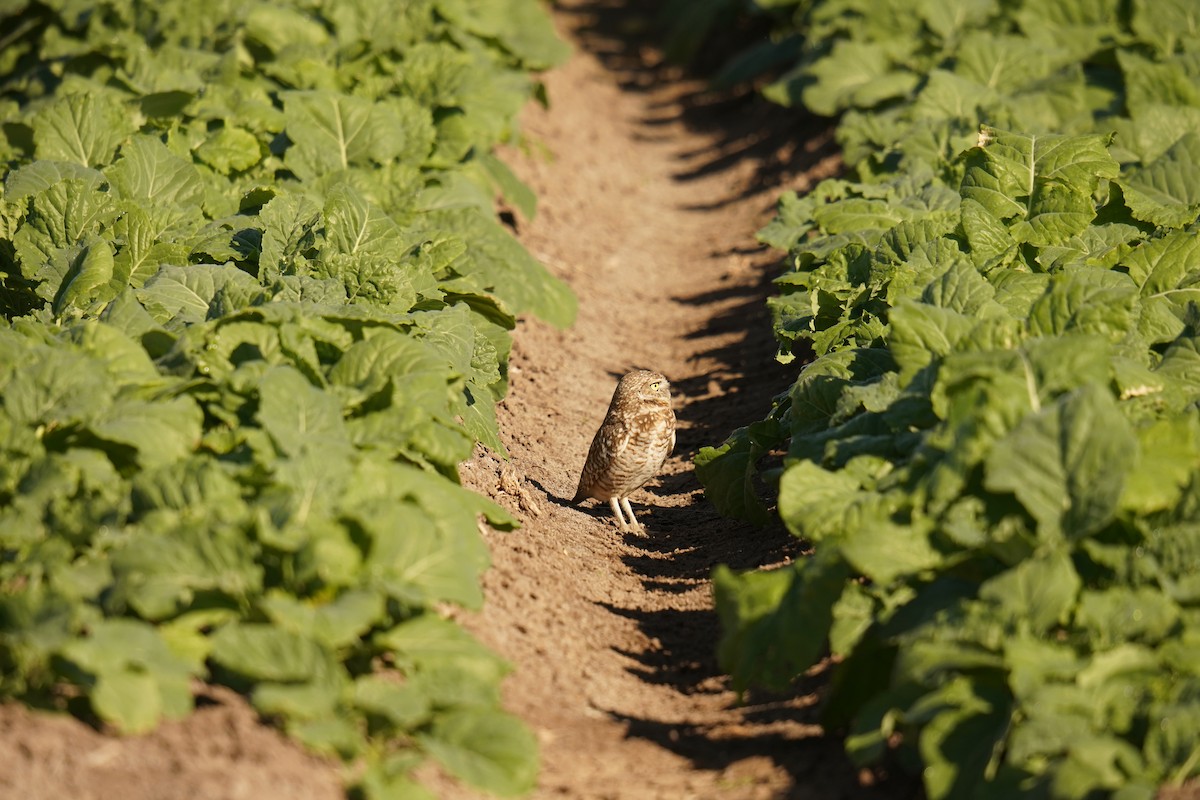 Kaninchenkauz - ML646641324