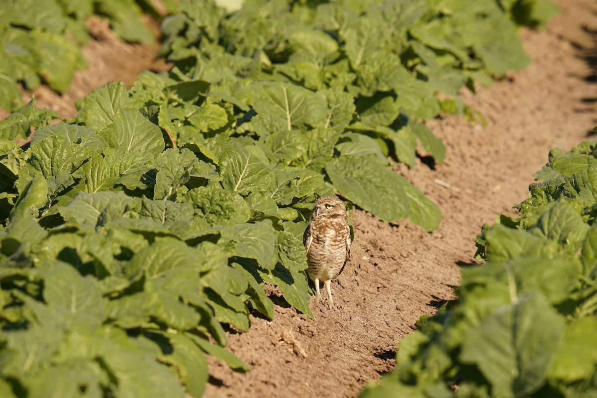 Kaninchenkauz - ML646641325