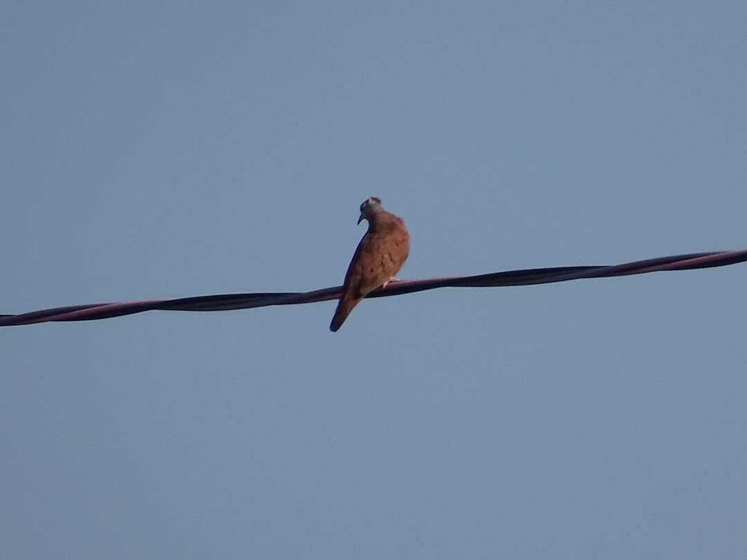 Ruddy Ground Dove - ML646641326
