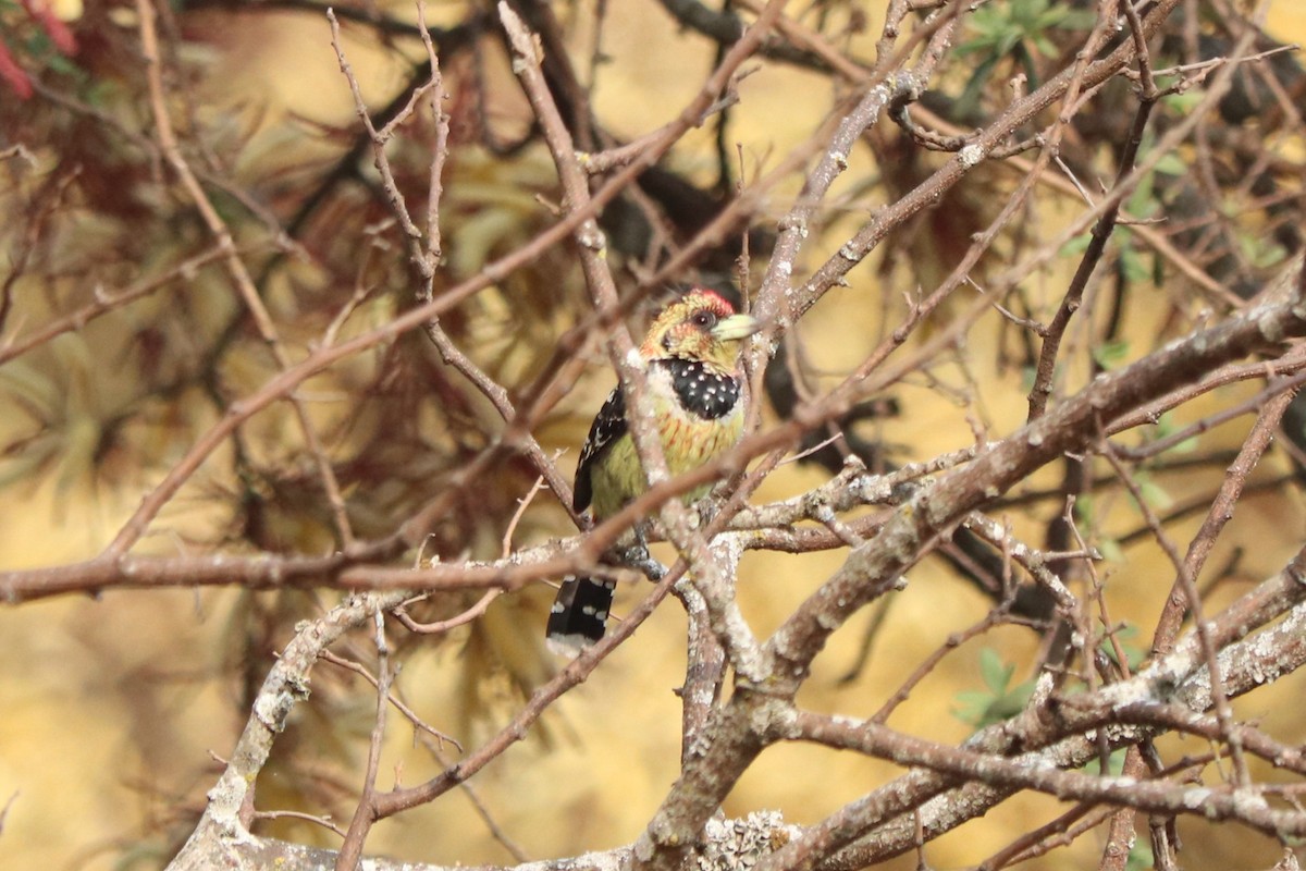 ムナオビオナガゴシキドリ - ML646641327