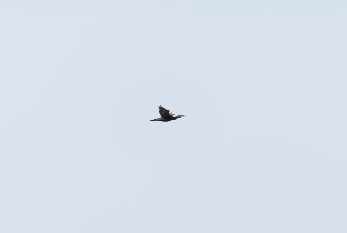 カワウ - ML646641329