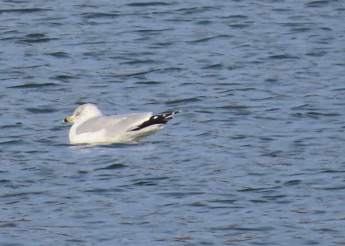 ringnebbmåke - ML646641330