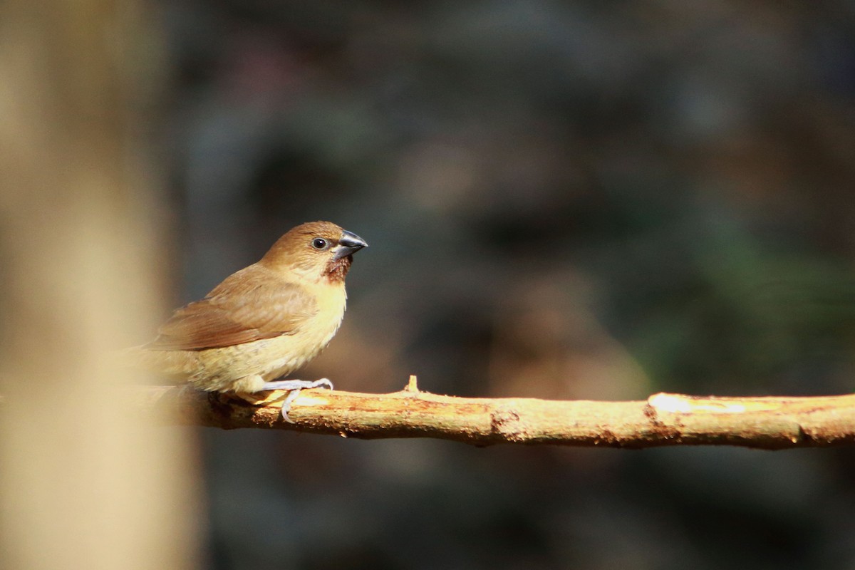 Scaly-breasted Munia - ML646641339