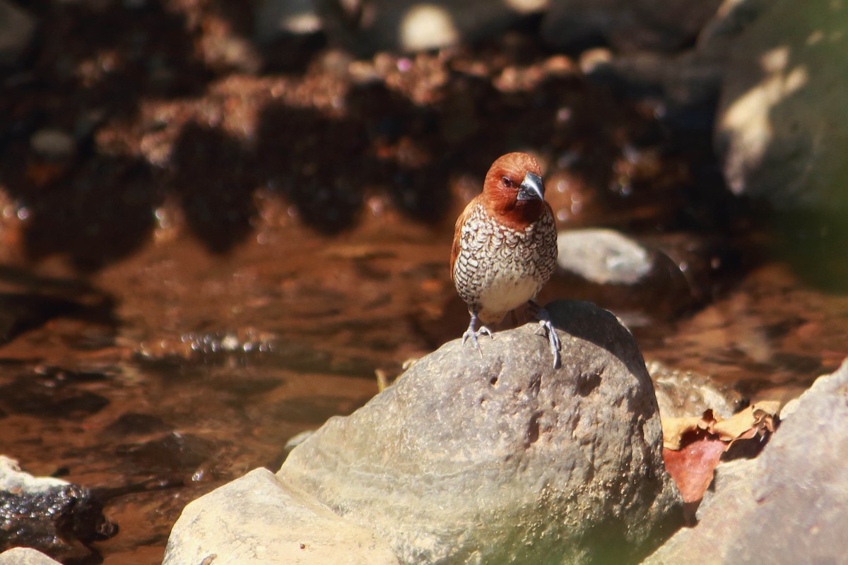 Scaly-breasted Munia - ML646641340