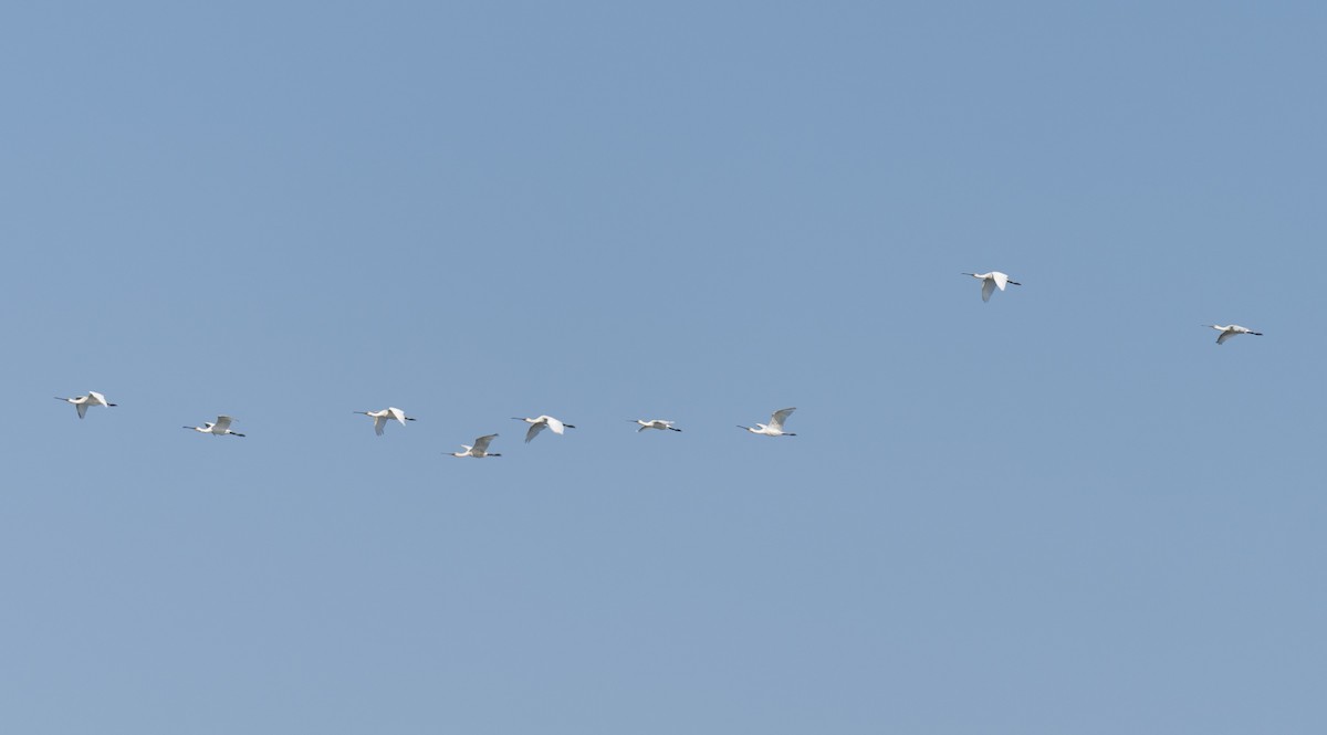 ヘラサギ - ML646641343