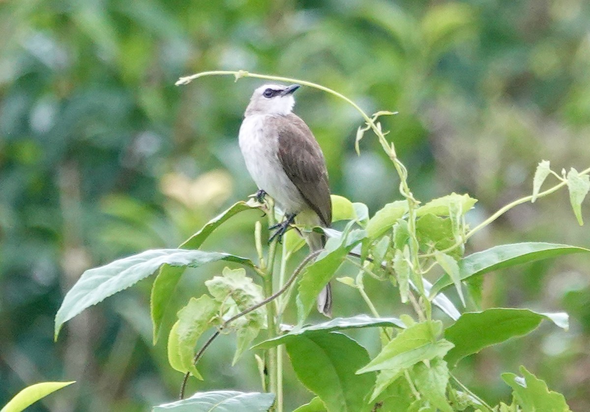 Schwarzzügelbülbül - ML646641344