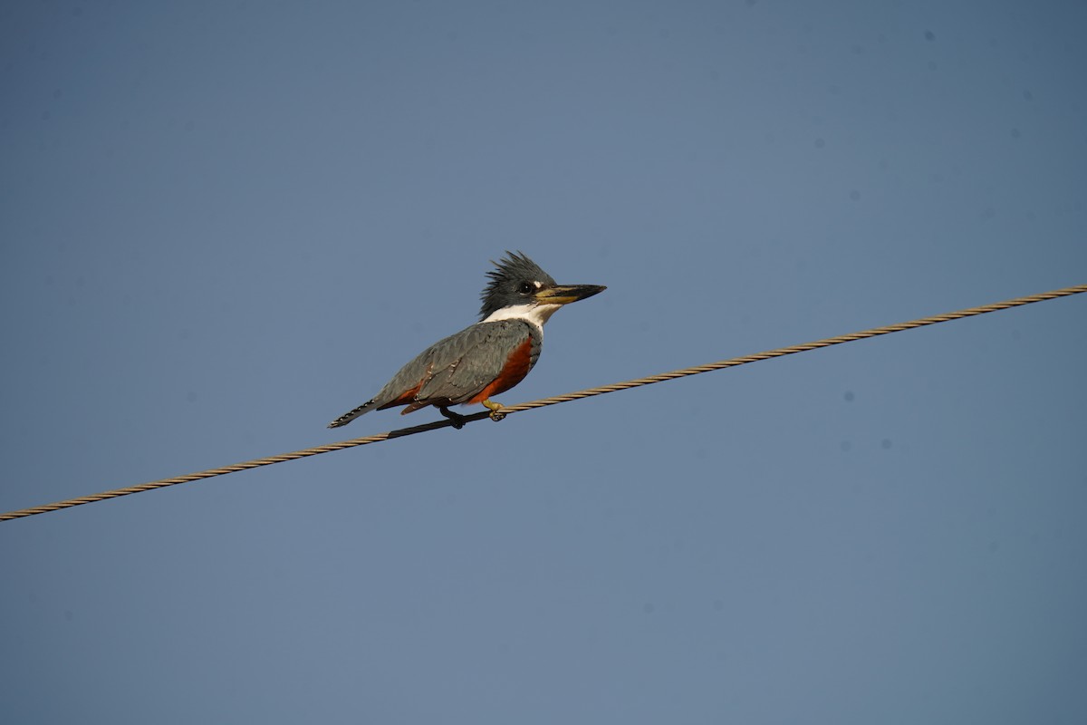 Rotbrustfischer - ML646641345