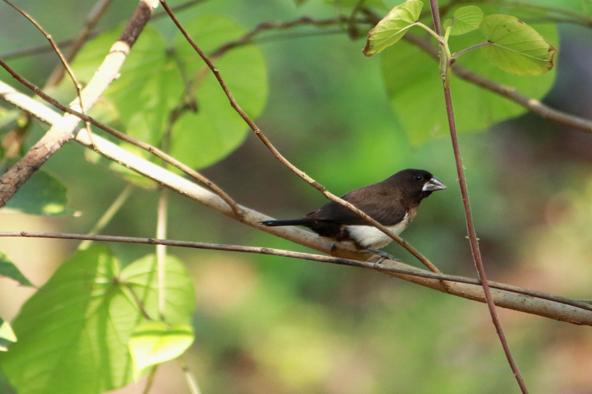 White-rumped Munia - ML646641353