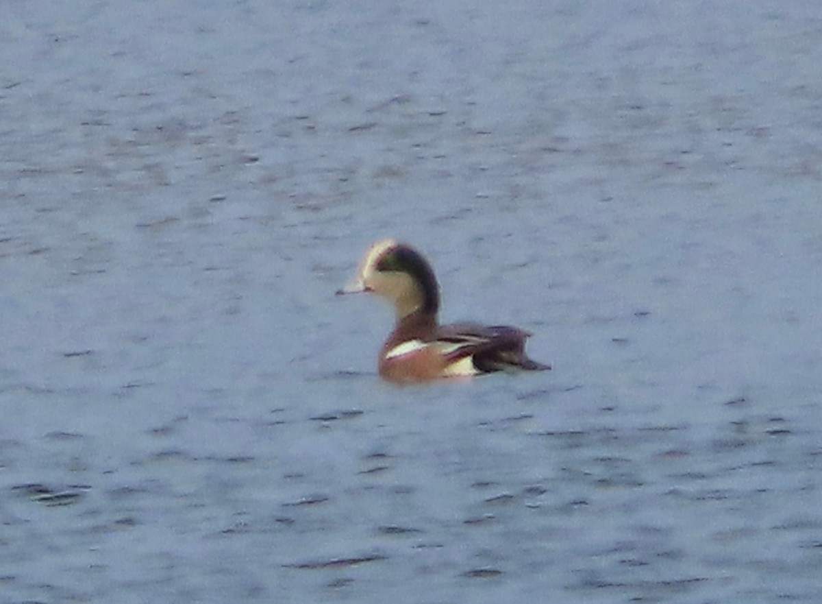 amerikablesand - ML646641358