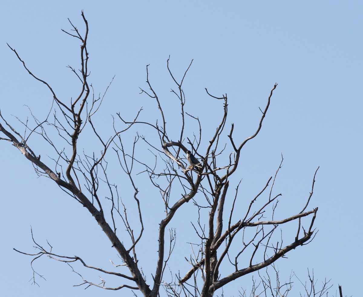 ハヤブサ - ML646641359