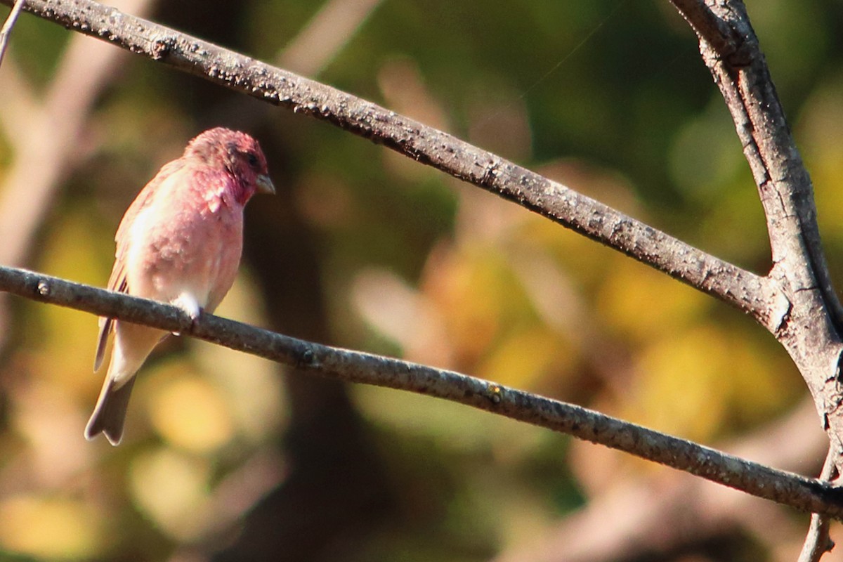 Common Rosefinch - ML646641362