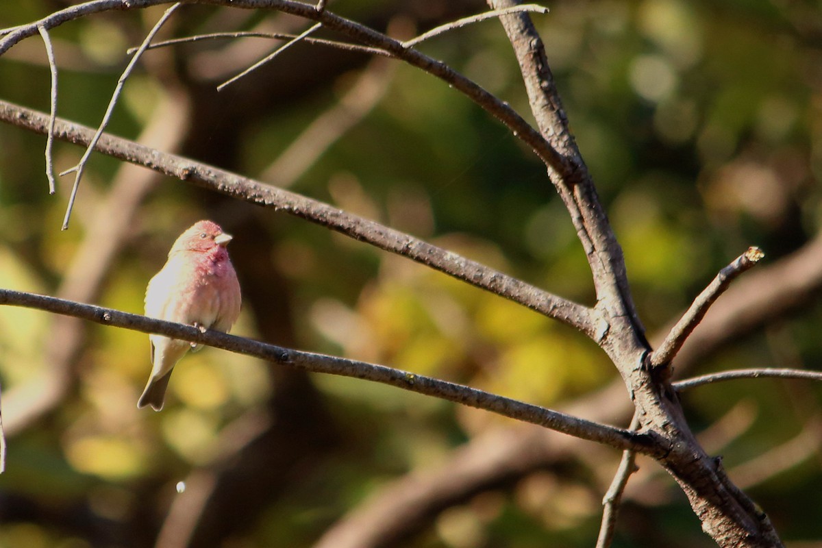 Common Rosefinch - ML646641363