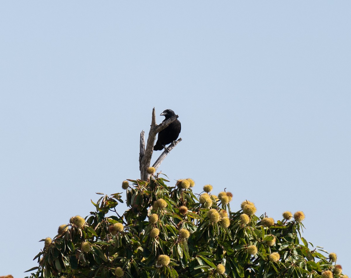 ハシボソガラス - ML646641365