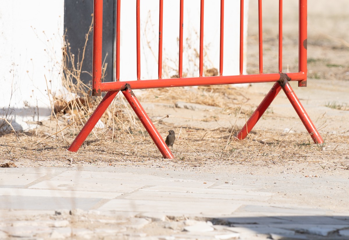 クロジョウビタキ - ML646641367