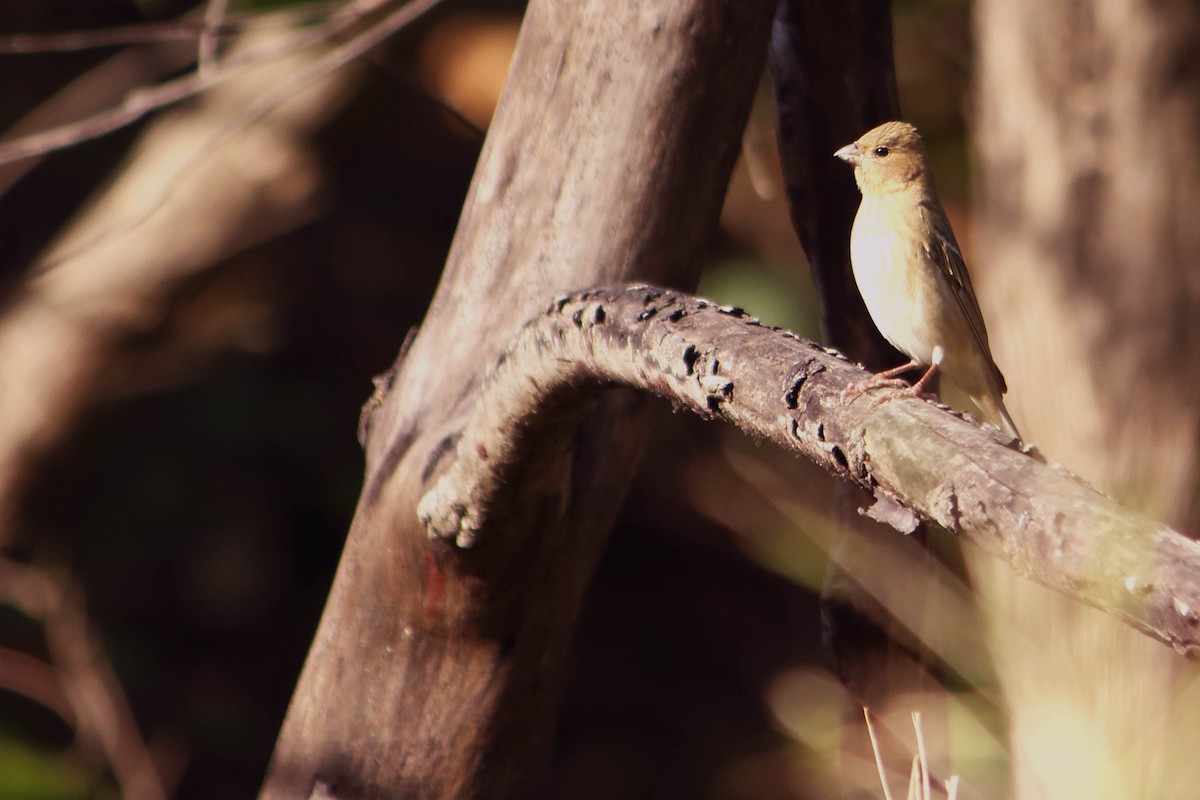 Red-headed Bunting - ML646641368
