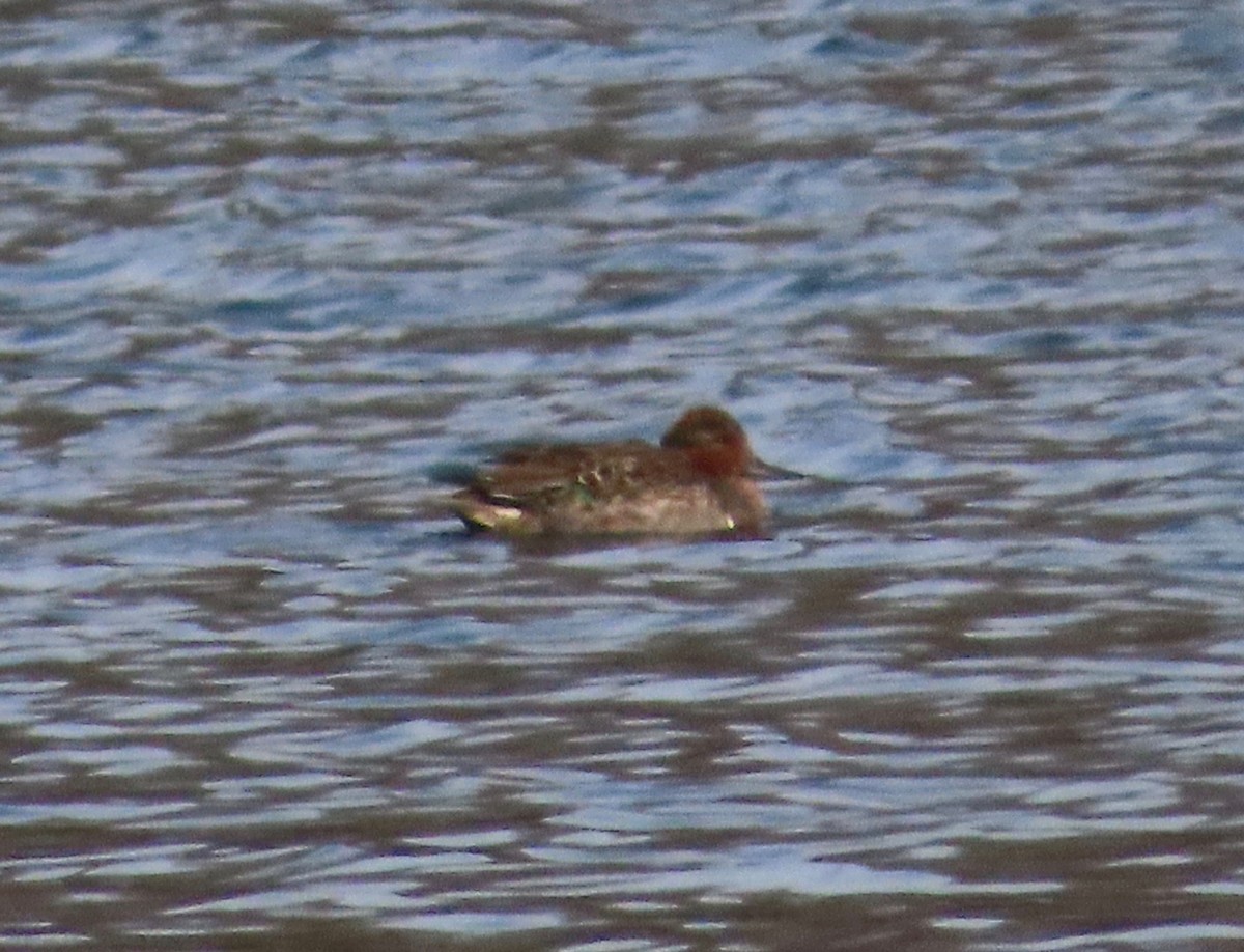 krikkand - ML646641370