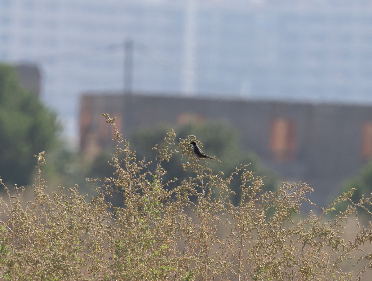 Txinbo burubeltza - ML646641377