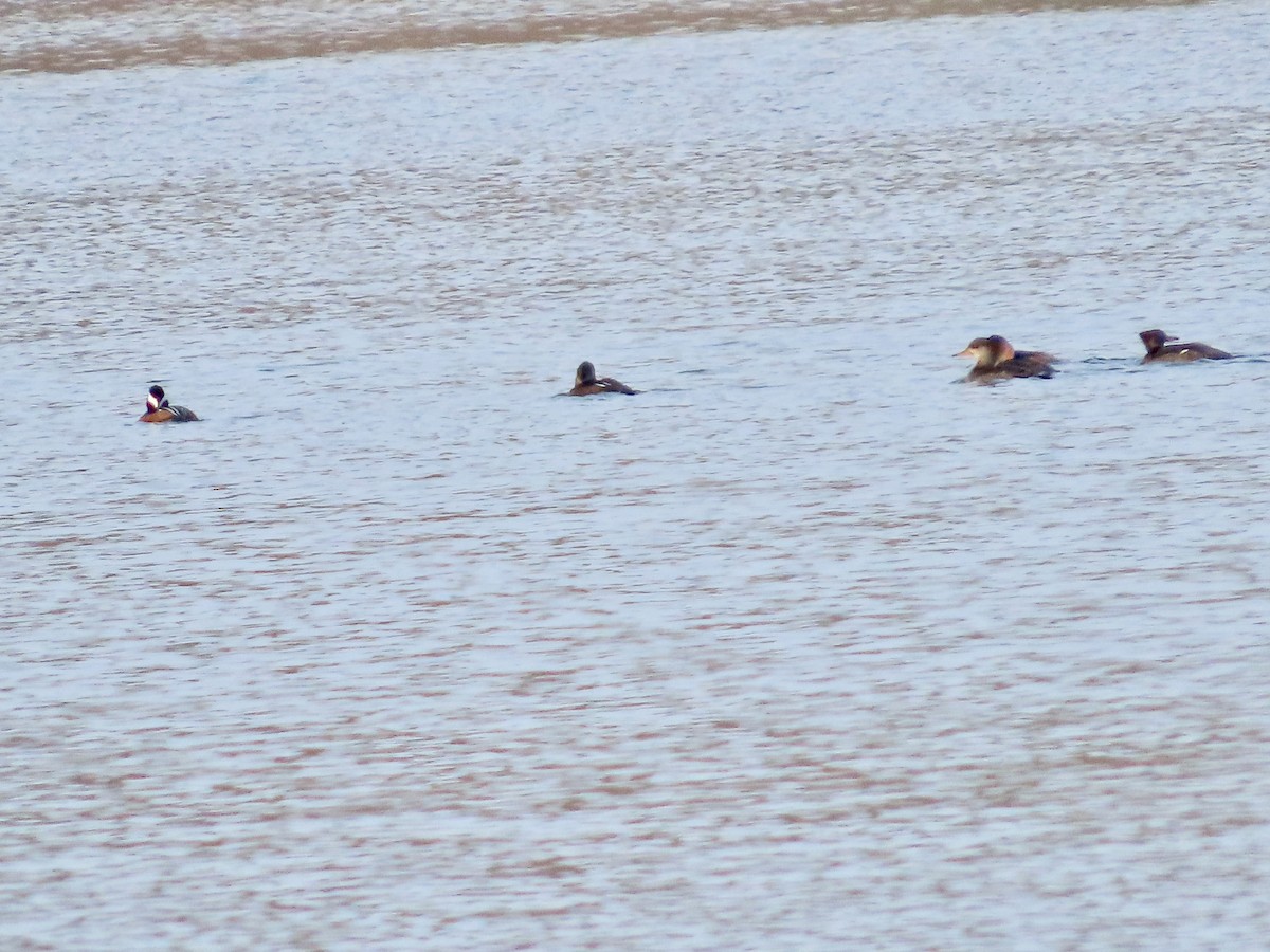 hjelmfiskand - ML646641378