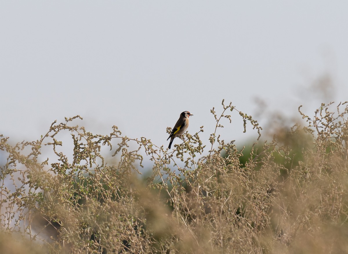 ゴシキヒワ - ML646641381