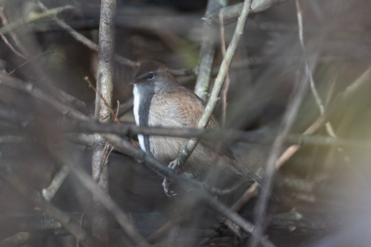 Cetti's Warbler - ML646641382