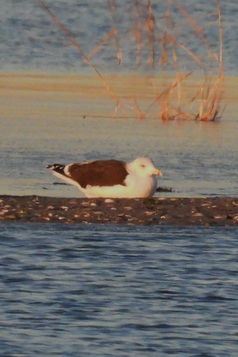 Great Black-backed Gull - ML646641383