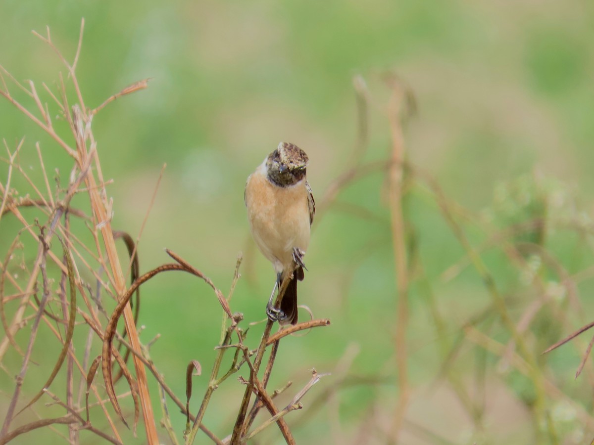 Siberian Stonechat - ML646641384