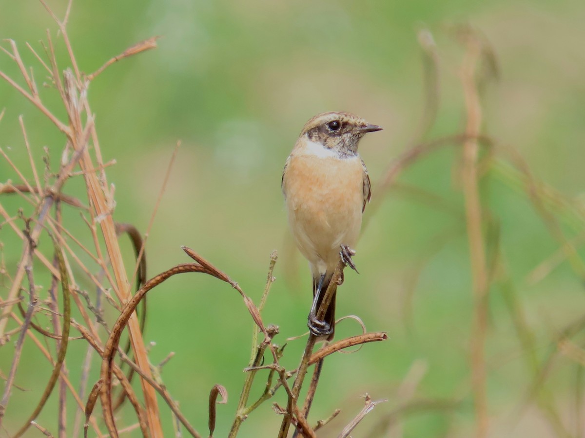 Siberian Stonechat - ML646641385