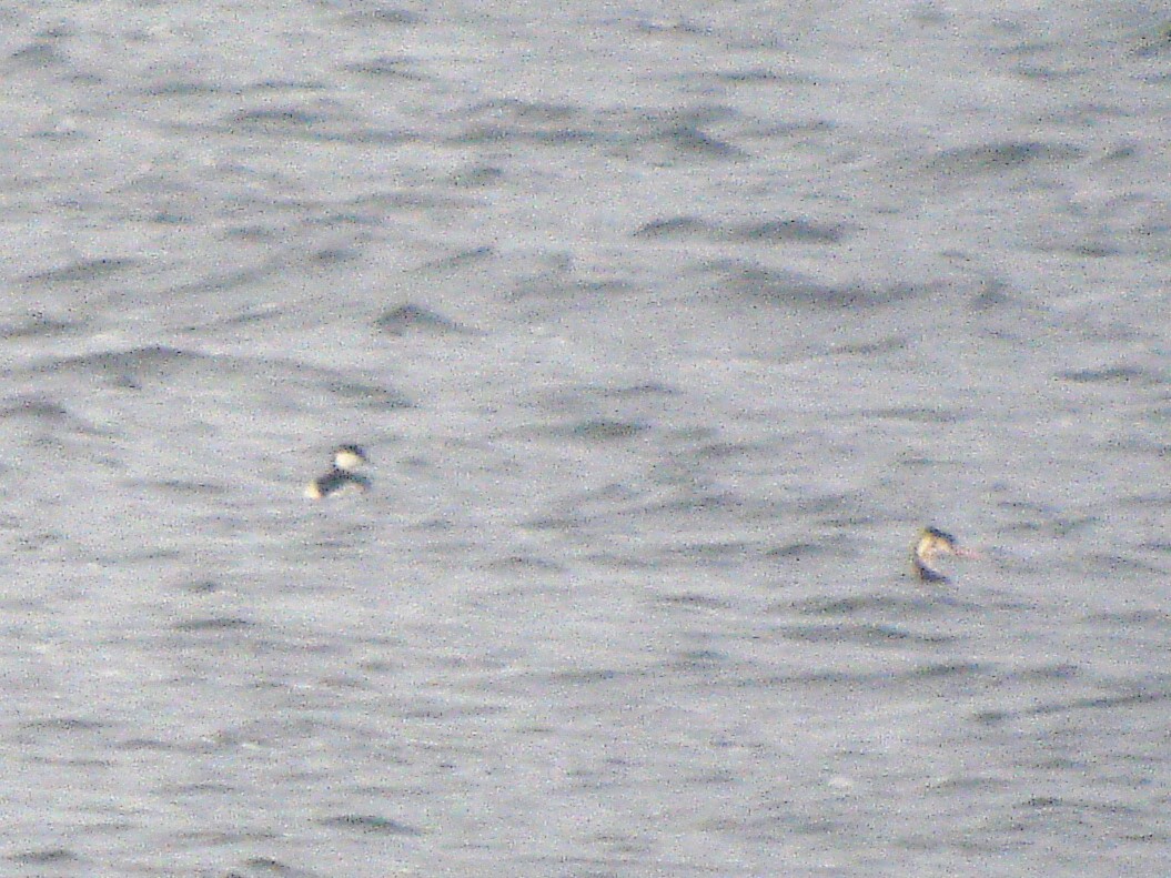 Horned Grebe - ML646641386