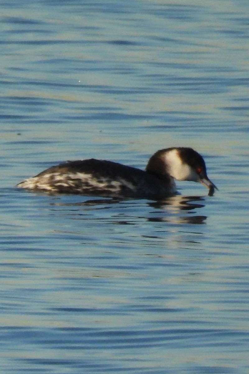 ミミカイツブリ - ML646641388