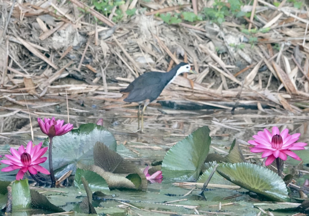 Weißbrust-Kielralle - ML646641390