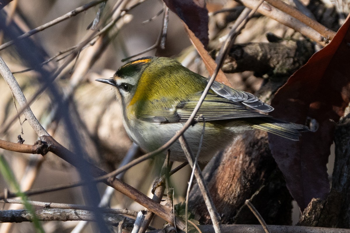 Common Firecrest - ML646641394