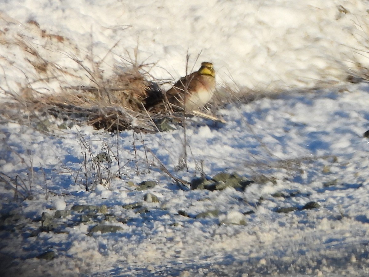 Horned Lark - ML646641396