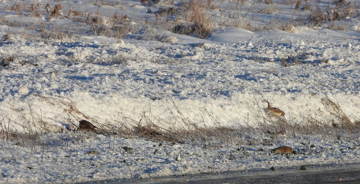 Horned Lark - ML646641397