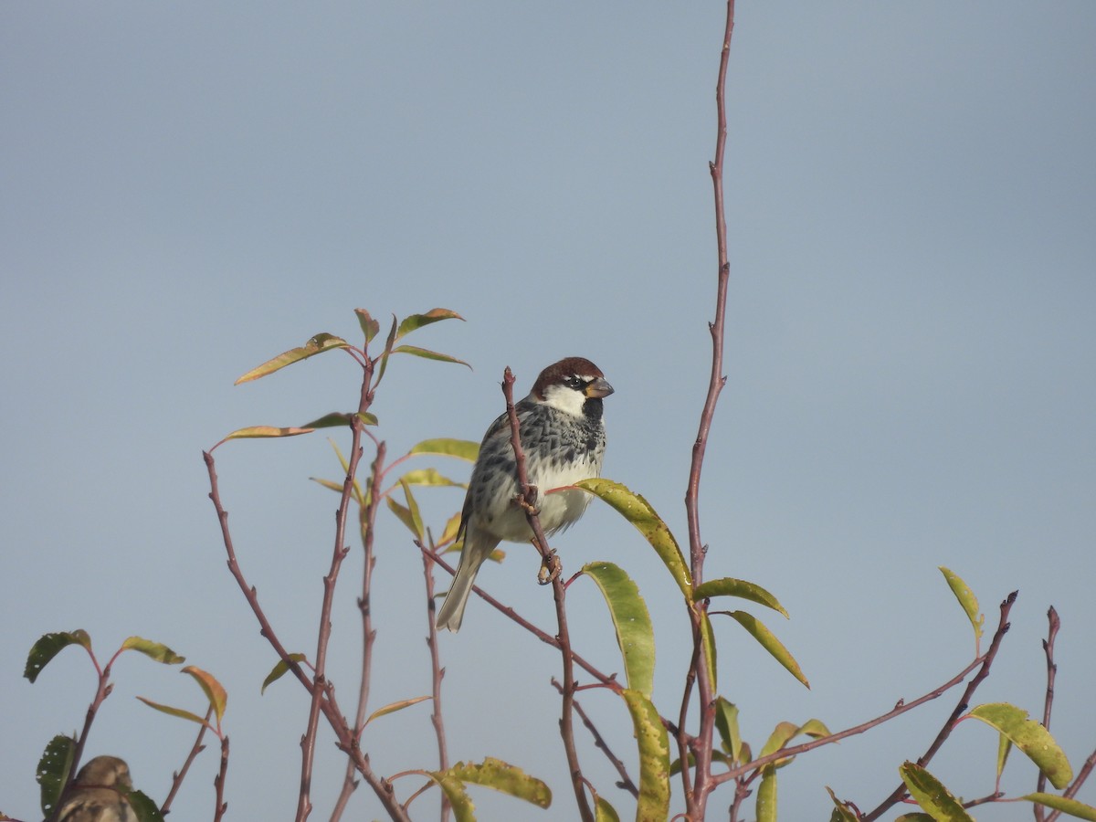 Spanish Sparrow - ML646641409