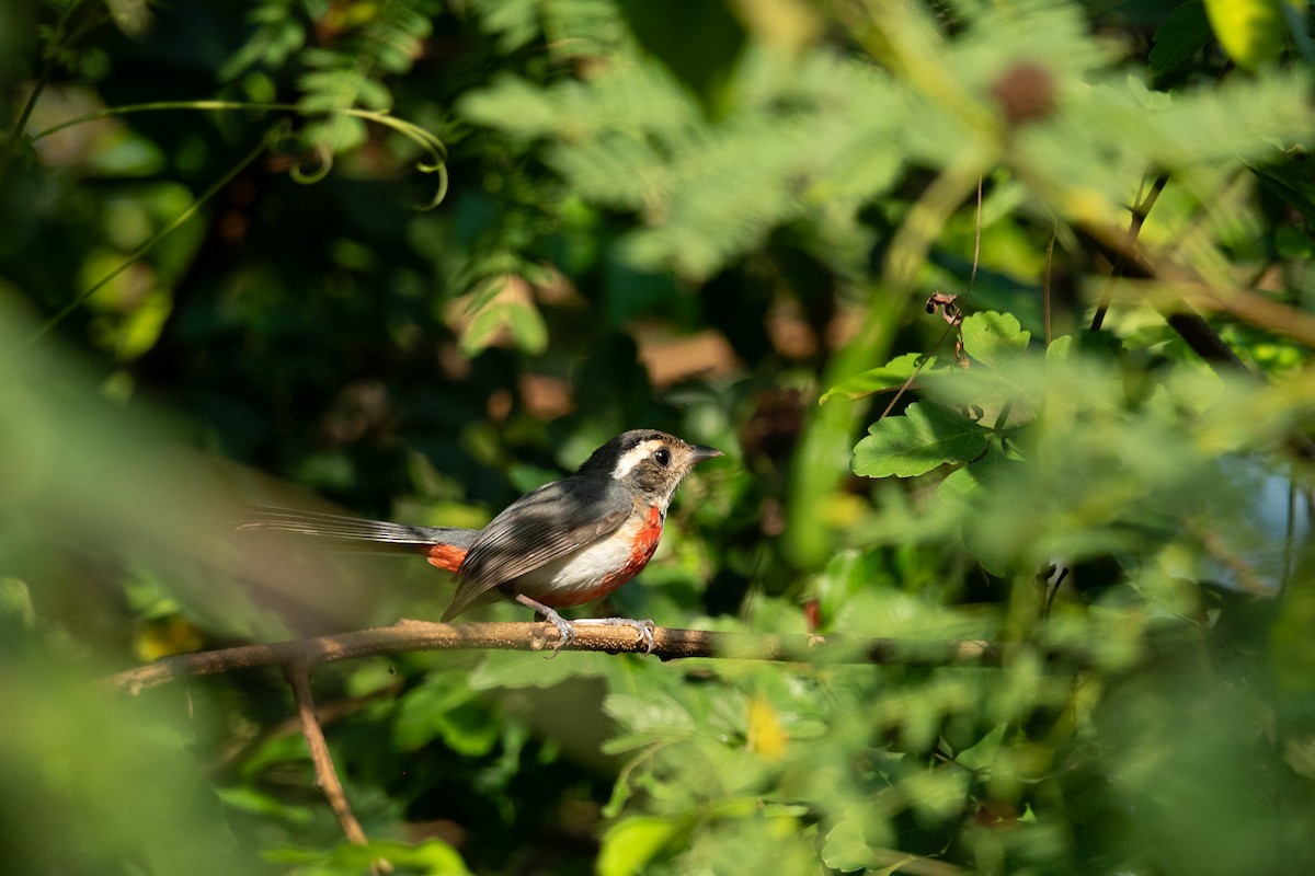 Red-breasted Chat (Red-breasted) - ML646641418