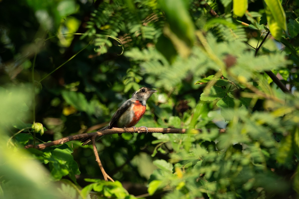 Red-breasted Chat (Red-breasted) - ML646641419
