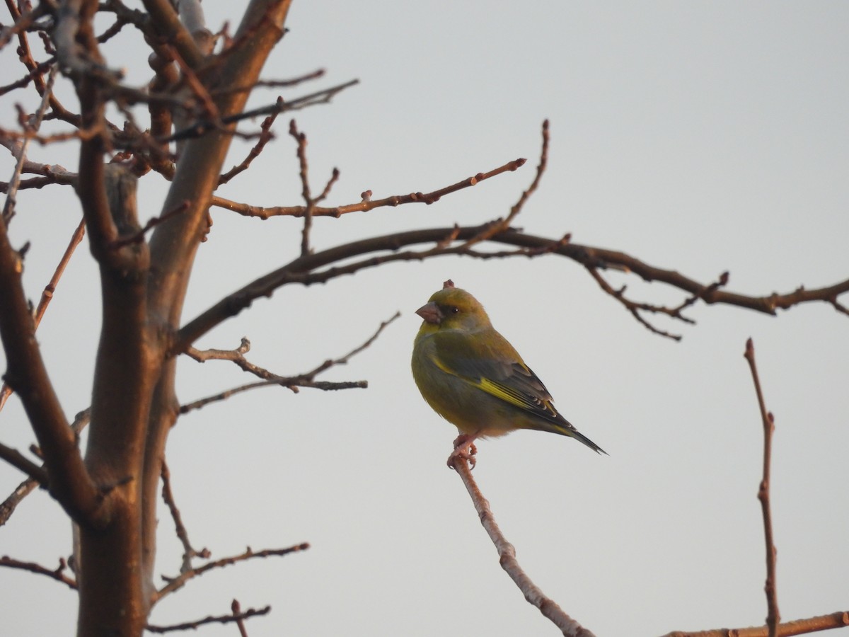 European Greenfinch - ML646641420