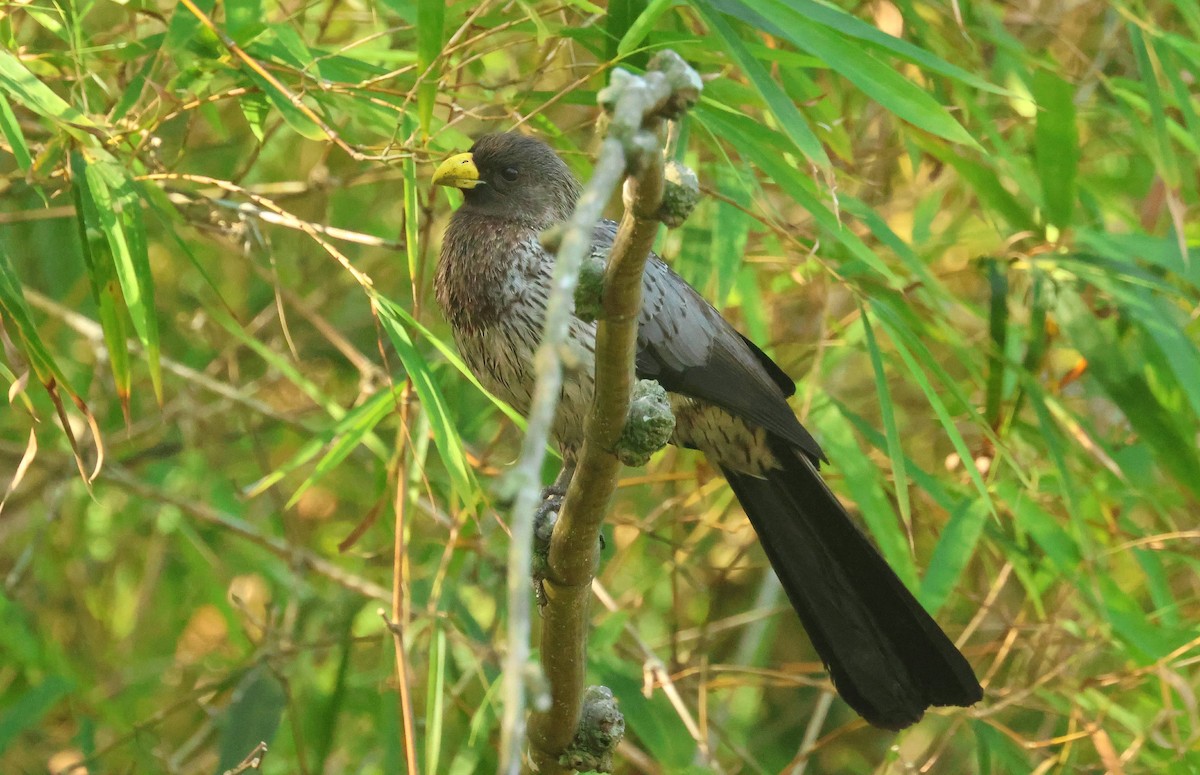 Western Plantain-eater - ML646641424