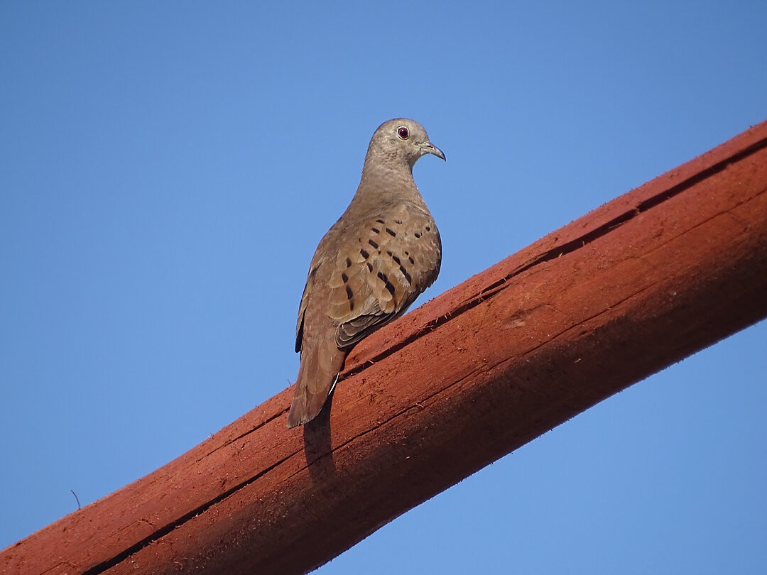 Ruddy Ground Dove - ML646641425