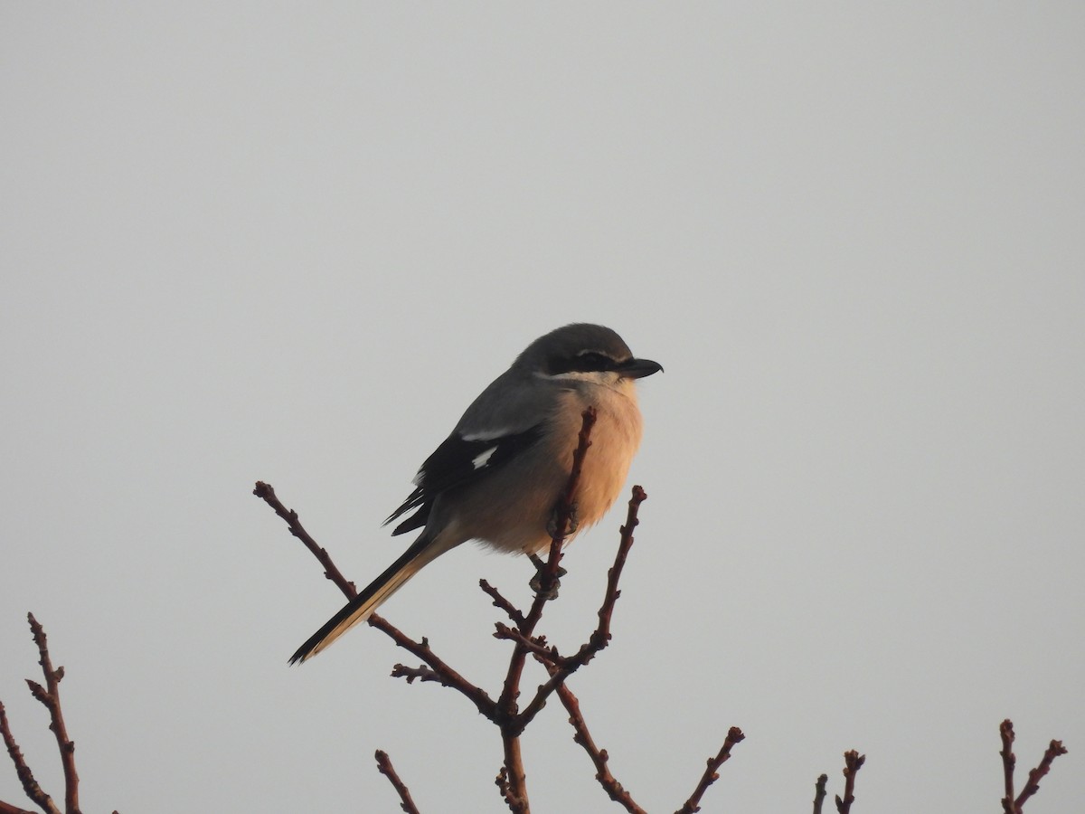 Iberian Gray Shrike - ML646641427