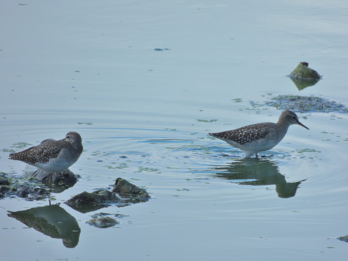 vodouš bahenní - ML646641428