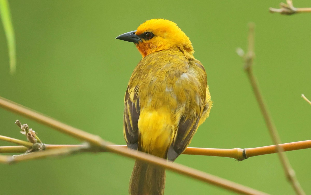 Orange Weaver - ML646641430