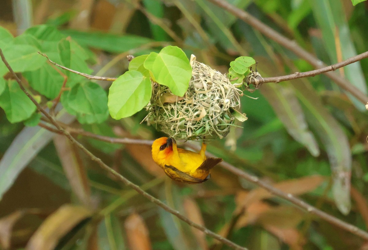 Orange Weaver - ML646641431