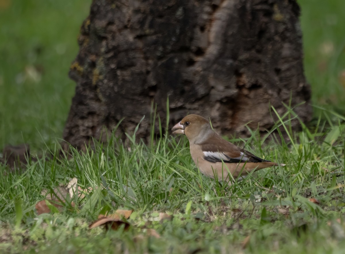 Hawfinch - ML646641435