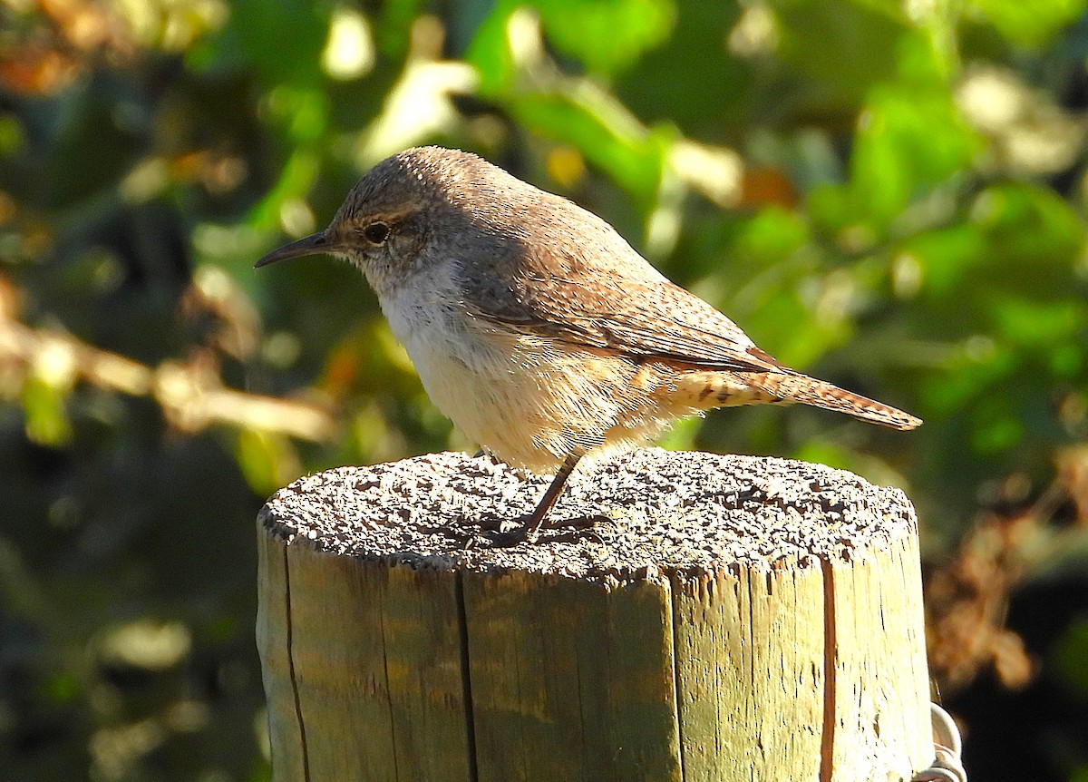 střízlík skalní - ML646641439