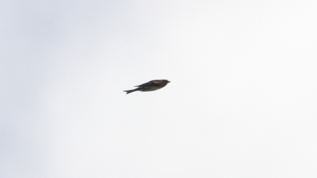 Pinson du Nord - ML646641440